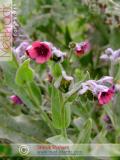 Շնալեզու դեղատու - Чернокорень лекарственный - Cynoglossum officinale L.