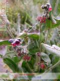 Շնալեզու դեղատու - Чернокорень лекарственный - Cynoglossum officinale L.