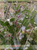Շնալեզու դեղատու - Чернокорень лекарственный - Cynoglossum officinale L.