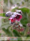 Շնալեզու դեղատու - Чернокорень лекарственный - Cynoglossum officinale L.