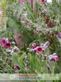 Շնալեզու դեղատու - Чернокорень лекарственный - Cynoglossum officinale L.