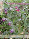 Շնալեզու դեղատու - Чернокорень лекарственный - Cynoglossum officinale L.