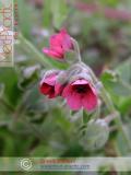Շնալեզու դեղատու - Чернокорень лекарственный - Cynoglossum officinale L.