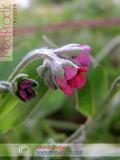 Շնալեզու դեղատու - Чернокорень лекарственный - Cynoglossum officinale L.