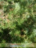 Գիհի — Можжевельник — Juniperus L.
