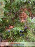 Գիհի — Можжевельник — Juniperus L.
