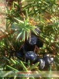 Գիհի — Можжевельник — Juniperus L.