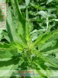 Եղինջ երկտուն - Крапива двудомная - Urtica dioica L.