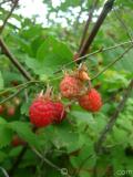 Ազնվամորի – Малина – Rubus idaeus L.