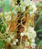 Գաղձ — Повилика — Cuscuta L.