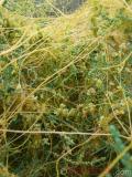 Գաղձ — Повилика — Cuscuta L.
