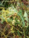 Գաղձ — Повилика — Cuscuta L.