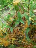 Գաղձ — Повилика — Cuscuta L.