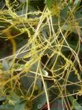 Գաղձ — Повилика — Cuscuta L.