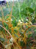 Գաղձ — Повилика — Cuscuta L.