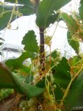 Գաղձ — Повилика — Cuscuta L.