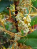 Գաղձ — Повилика — Cuscuta L.