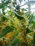 Գաղձ — Повилика — Cuscuta L.