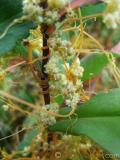 Գաղձ — Повилика — Cuscuta L.