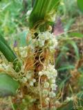 Գաղձ — Повилика — Cuscuta L.