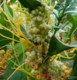 Գաղձ — Повилика — Cuscuta L.