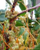 Գաղձ — Повилика — Cuscuta L.