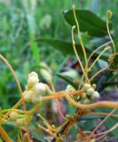 Գաղձ — Повилика — Cuscuta L.
