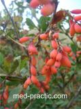 Ծորենի սովորական - Барбарис обыкновенный - Berberis vulgaris L.