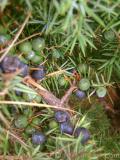 Գիհի — Можжевельник — Juniperus L.