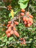 Ծորենի սովորական - Барбарис обыкновенный - Berberis vulgaris L.