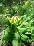 Գնարբուկ — Первоцвет — Primula L.