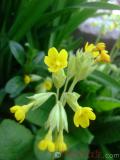 Գնարբուկ — Первоцвет — Primula L.