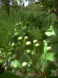 Ալոճենի – Боярышник – Hawthorn