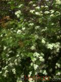 Ալոճենի – Боярышник – Hawthorn