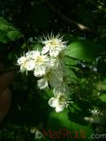 Ալոճենի – Боярышник – Hawthorn