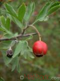 Ալոճենի – Боярышник – Hawthorn