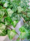 Բաղեղ սովորական - Плющ обыкновенный - Hedera helix L.