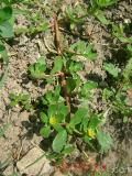 Դանդուռ բանջարանոցային - Портулак огородний - Portulaca oleracea L.
