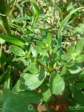 Դանդուռ բանջարանոցային - Портулак огородний - Portulaca oleracea L.