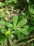 Դանդուռ բանջարանոցային - Портулак огородний - Portulaca oleracea L.