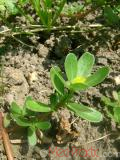 Դանդուռ բանջարանոցային - Портулак огородний - Portulaca oleracea L.