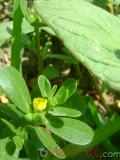 Դանդուռ բանջարանոցային - Портулак огородний - Portulaca oleracea L.