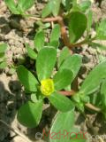 Դանդուռ բանջարանոցային - Портулак огородний - Portulaca oleracea L.
