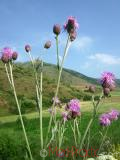 Դաշտափուշ - Бодяк полевой - Cirsium arvense L.