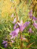 Զանգակածաղիկ լայնատերև - Колокольчик широколистный - Campanula latifolia L.