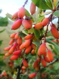 Ծորենի սովորական - Барбарис обыкновенный - Berberis vulgaris L.