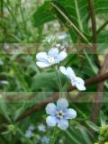 Անմոռուկ - Незабудка - Myosotis