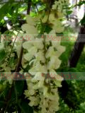 Ակացիա սպիտակ – Акация белая - Acacia alba L., Robinia pseudoacacia L.