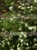 Ալոճենի-Боярышник-Hawthorn