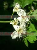 Ալոճենի-Боярышник-Hawthorn